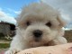 Chiot bichon maltais magnifique 