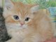 Chatons British Shorthair et Longhair