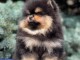 Adorable chiot Spitz allemand femelle 