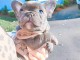 chiot bouledogue français a donner contre bon soin 