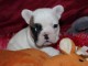 chiot bouledogue français mâle disponible 