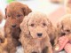 Chiot cockapoo mâle et femelle disponibles 