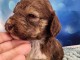 Chiot cockapoo femelle disponibles 