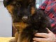 chiot type berger allemand disponibles 