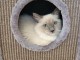 chat Ragdoll mâle disponible 