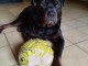 chiot rottweiler pour adoption 