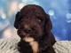 chiot type cockapoo mâle 