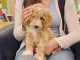 je donne chiot cockapoo disponibles 