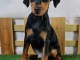 Chiot pinscher nain a donné contre bon soin 