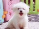 magnifiquee chiot bichon fraise s à adopter