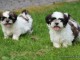 Magnifique chiots Shih Tzu