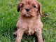 chiot cavalier king charles a donner 