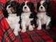 Chiot type cavalier king charles pour adoption 