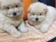 chiot chow-chow a donner 