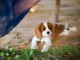 Chiot cavalier king Charles