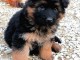 Chiots  berger allemand 