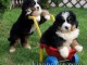 Magnifiques chiots Bouviers Bernois LOF