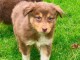 Adoption Chiot berger australien 