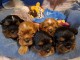 Adoption Chiot cavalier king charles disponibles 