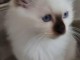 Adoption Chatons Ragdoll disponible 