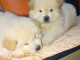 chiot chow-chow a donner 