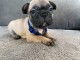 Adorable chiot bouledogue français a donner 