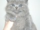 Chaton British Shorthair et Longhair à donner 