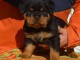 chiot rottweiler Mal à donner 