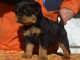 chiot rottweiler pour adoption 