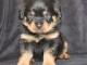 chiot rottweiler disponibles 