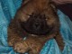 Dons chiot chow-chow disponibles 