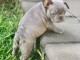  chiot femelle type bouledogue francais