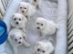 Adoption chiot bichon maltais disponibles 