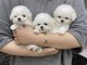 Magnifique chiots bichon maltais à adopter 