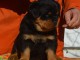 Adorable chiot rottweiler disponibles 