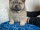 Adorable chiot chow-chow a donner 