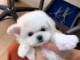 Chiot bichon maltais femelle 