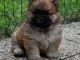 chiot chow-chow pour adoption 