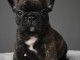 chiot bouledogue français femelle a donner 