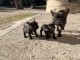 A donner contre bon soin chiots bouledogue français 