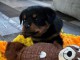 Adoption chiot rottweiler femelle 