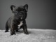 chiot bouledogue français femelle 