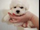 Chiots Bichon Frise à vendre