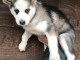 À adopter chiot husky sibérien 