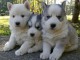 3 chiot husky sibérien aux yeux bleus à donner 