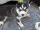 chiot type husky sibérien mâle à donner 