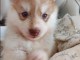 chiot husky aux yeux bleus a donner 