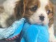 dons chiot type cavalier king charles 