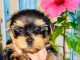 chiot race pure yorkshire terrier adorable 