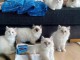 Dons chatons ragdoll disponibles 